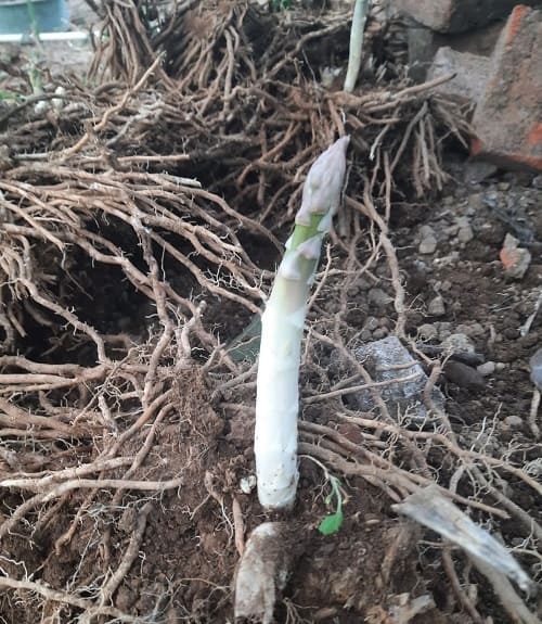 Akar/bonggol Asparagus