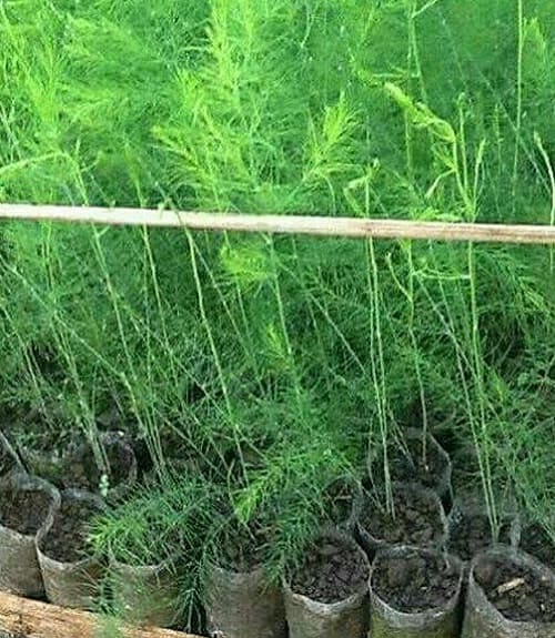 Bibit Asparagus